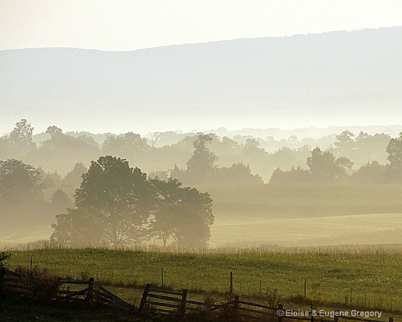 Fog on the Field