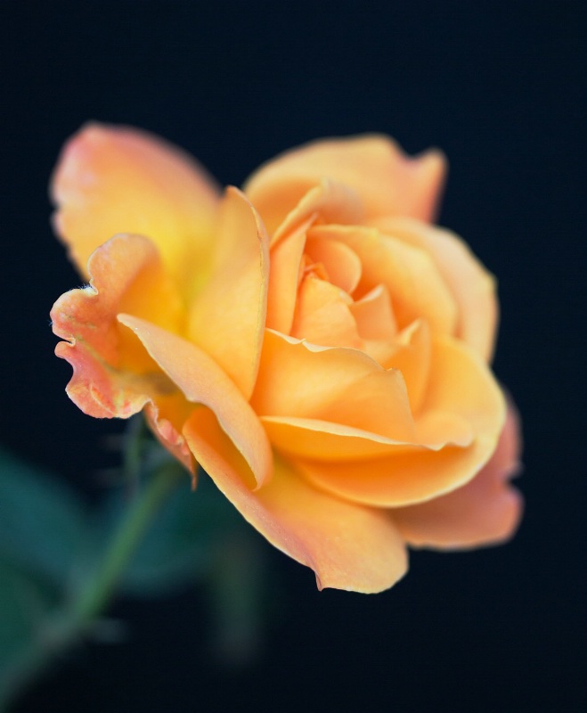 Yellow Rose of Texas