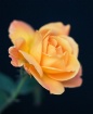 Yellow Rose of Te...