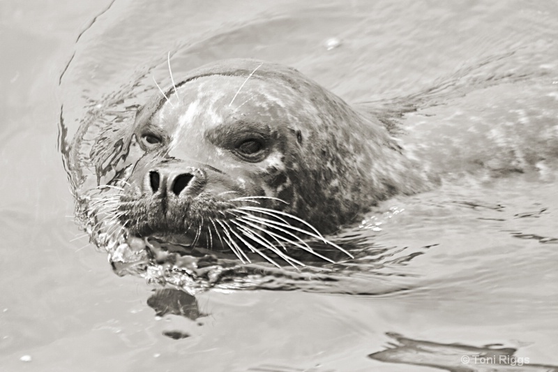 A Nice Day for a Swim!