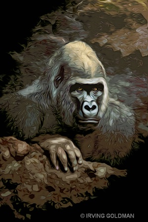 GORILLA