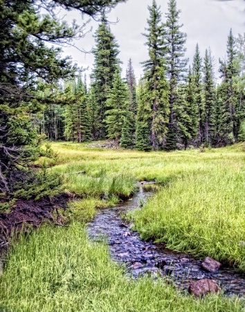 Alpine Stream