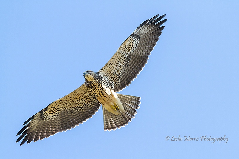 Swainson's Hawk - ID: 13224381 © Leslie J. Morris