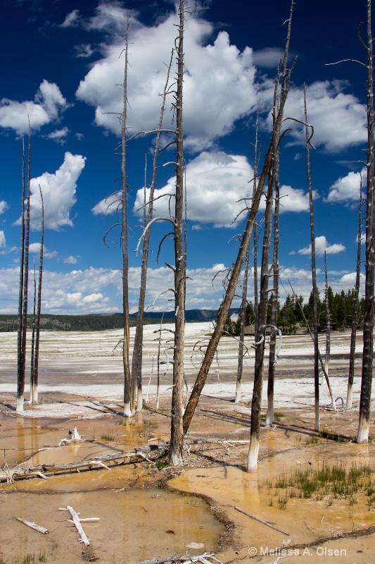 Yellowstone - Bobby Sock Trees