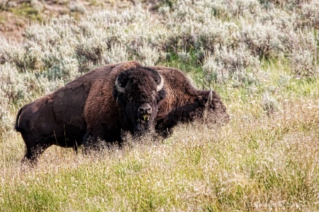 Yellowstone Bison