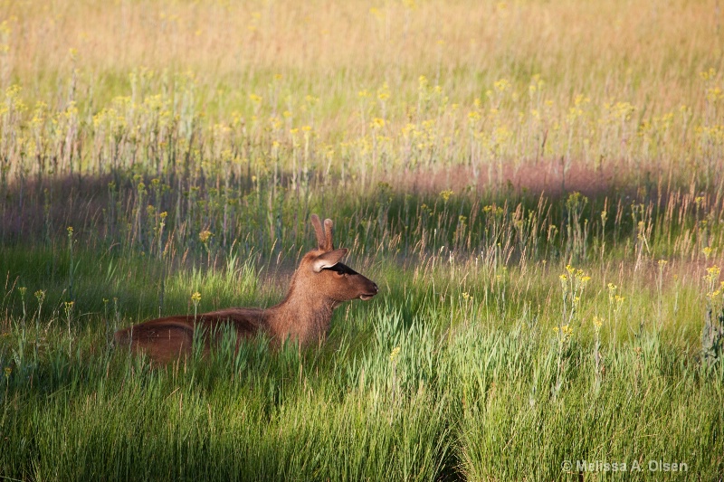 Yellowstone Young Elk