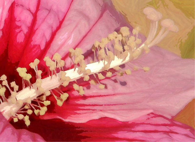 Hibiscus Art