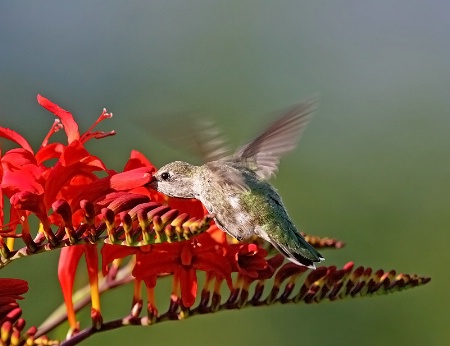 Anna's Hummingbird and Crocosmia 2