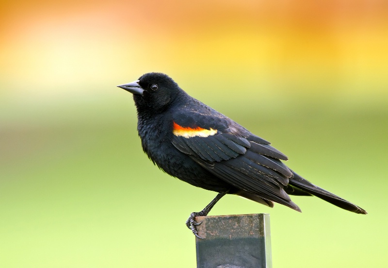 Red-winged Blackbird