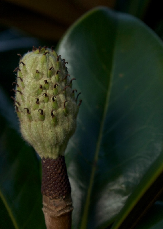 Magnolia Bud at Night