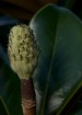 Magnolia Bud at N...