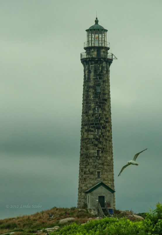 Lone gull circling North Tower Thacher Island