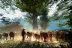 Cowboy