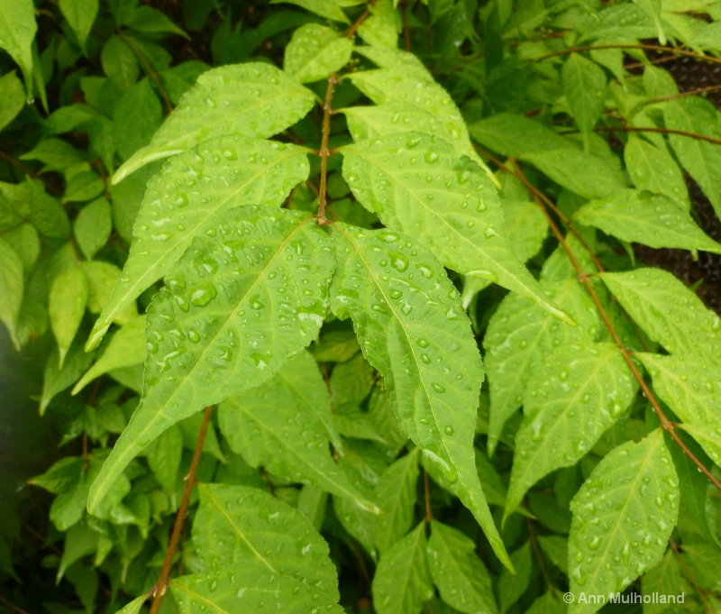 rainfall on the leaves