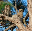 owl and owlet