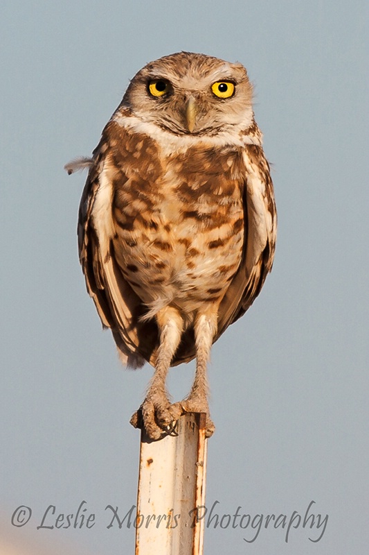 Burrowing Owl Afternoon Glow - ID: 13227058 © Leslie J. Morris