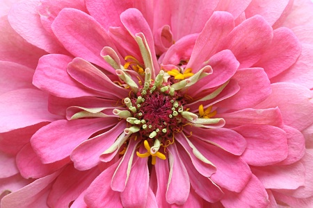 Zinnia #4