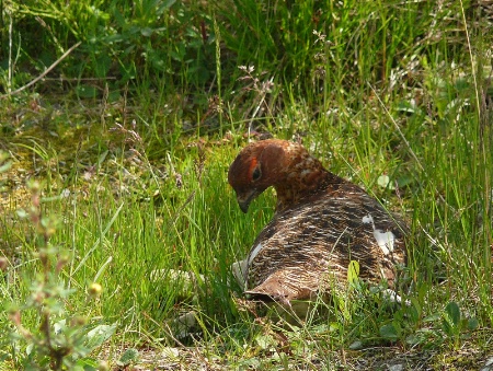 Ptarmigan Hen, 2