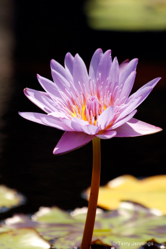 Water Lilly - ID: 13227229 © Terry Jennings