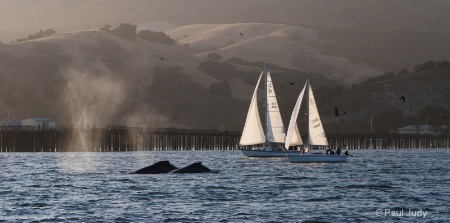 Whales at Avila Beach