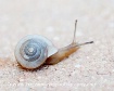 Speedy