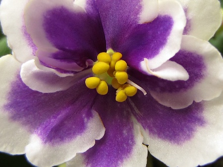 African Violet
