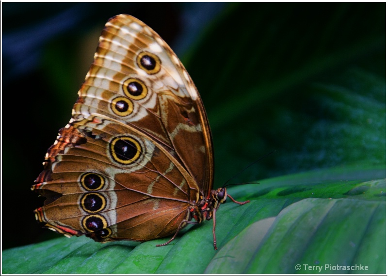 On A Bed of Greens - ID: 13227648 © Terry Piotraschke