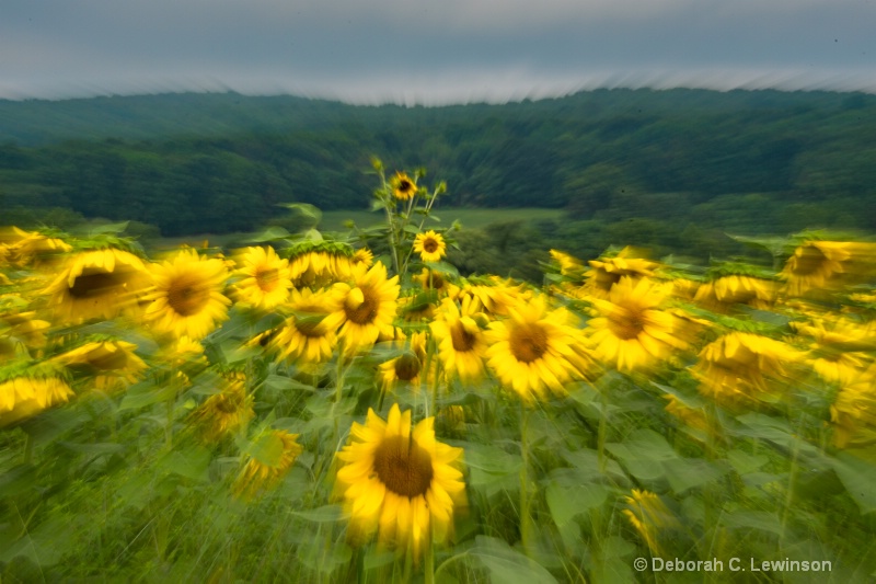 Sunflower Blast - ID: 13228002 © Deborah C. Lewinson