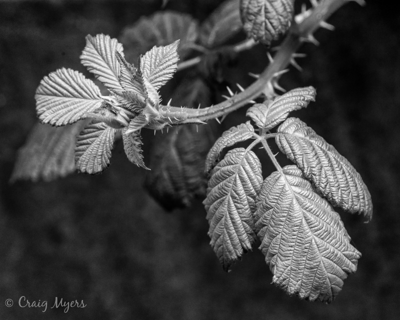 Blackberry vine