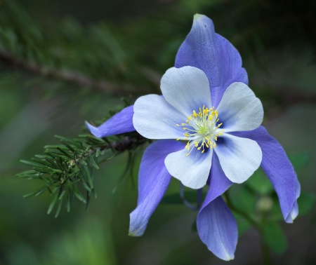 Colorado Columbine