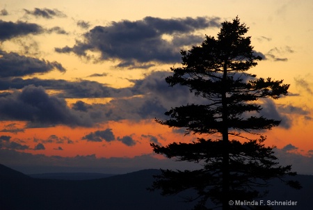 The Photo Contest 2nd Place Winner - Sunset Silhouette
