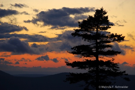 Sunset Silhouette