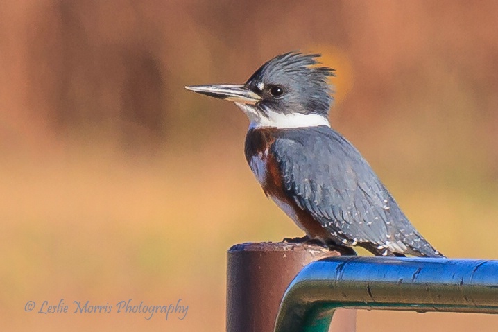 Belted Kingfisher - ID: 13228515 © Leslie J. Morris
