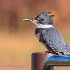 © Leslie J. Morris PhotoID # 13228515: Belted Kingfisher