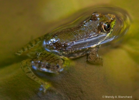 Water Frog