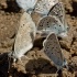 Three Blue Arrowheads close-up - ID: 13228697 © Deb. Hayes Zimmerman