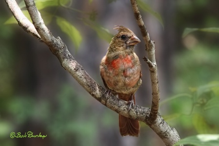 Young Male Cardinal