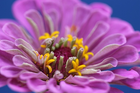 Zinnia #5