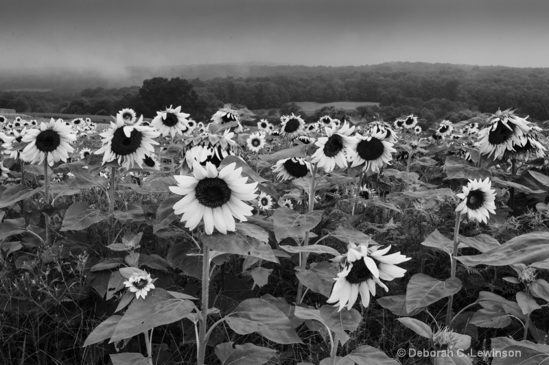 Sunflower Field - ID: 13229555 © Deborah C. Lewinson