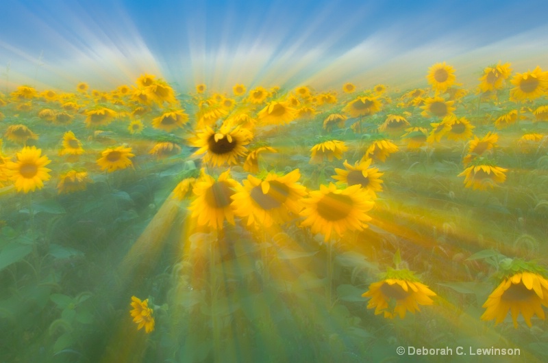 Sunflower Zoom - ID: 13230995 © Deborah C. Lewinson