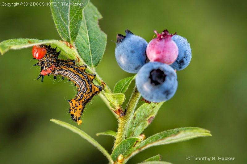 Visiting Wild Blueberries 