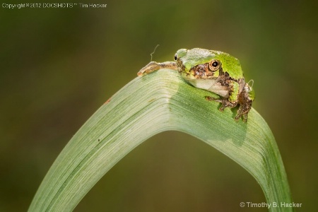 Frog On a Leaf