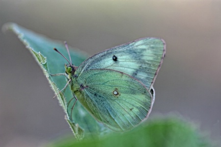 Cabbage Moth