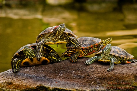 Turtle Acrobatics!