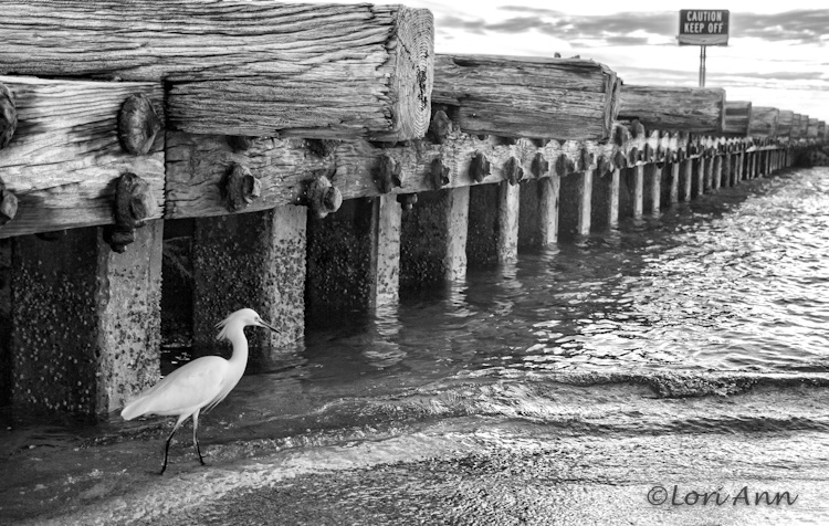 Mindful Egret