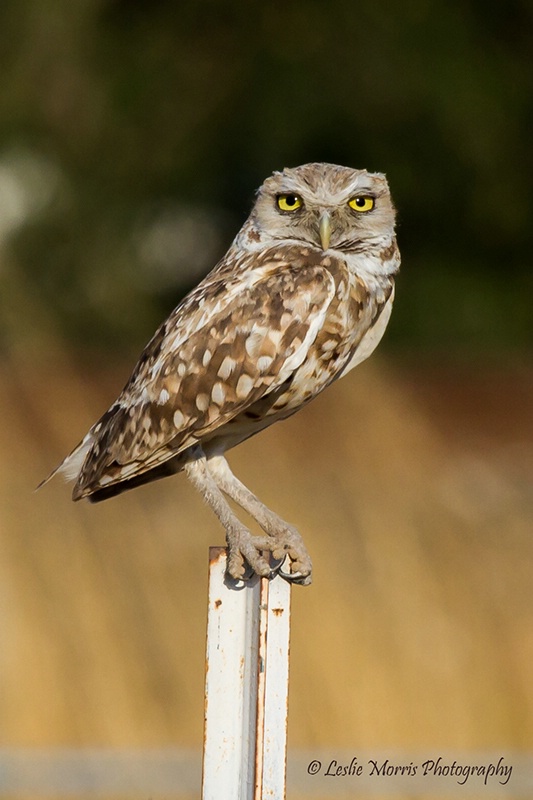 Burrowing Owl on the lookout. - ID: 13231519 © Leslie J. Morris