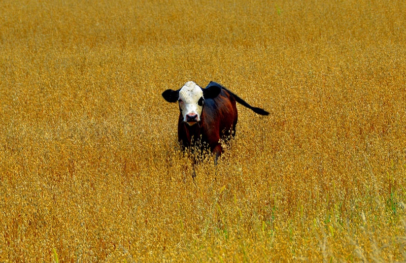 rogue cow 6696