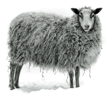 Shivering Sheep