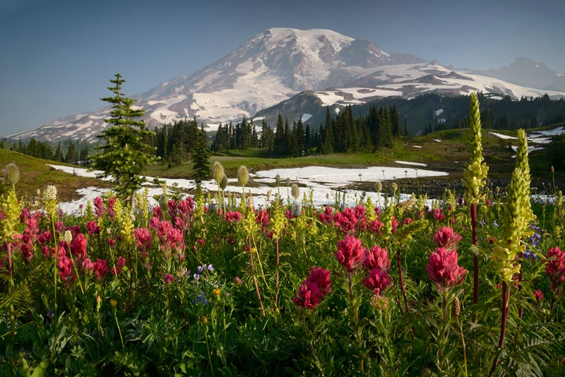 Early Light on Rainier Wildflowers