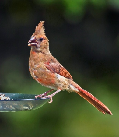 Juvenile Cardinal